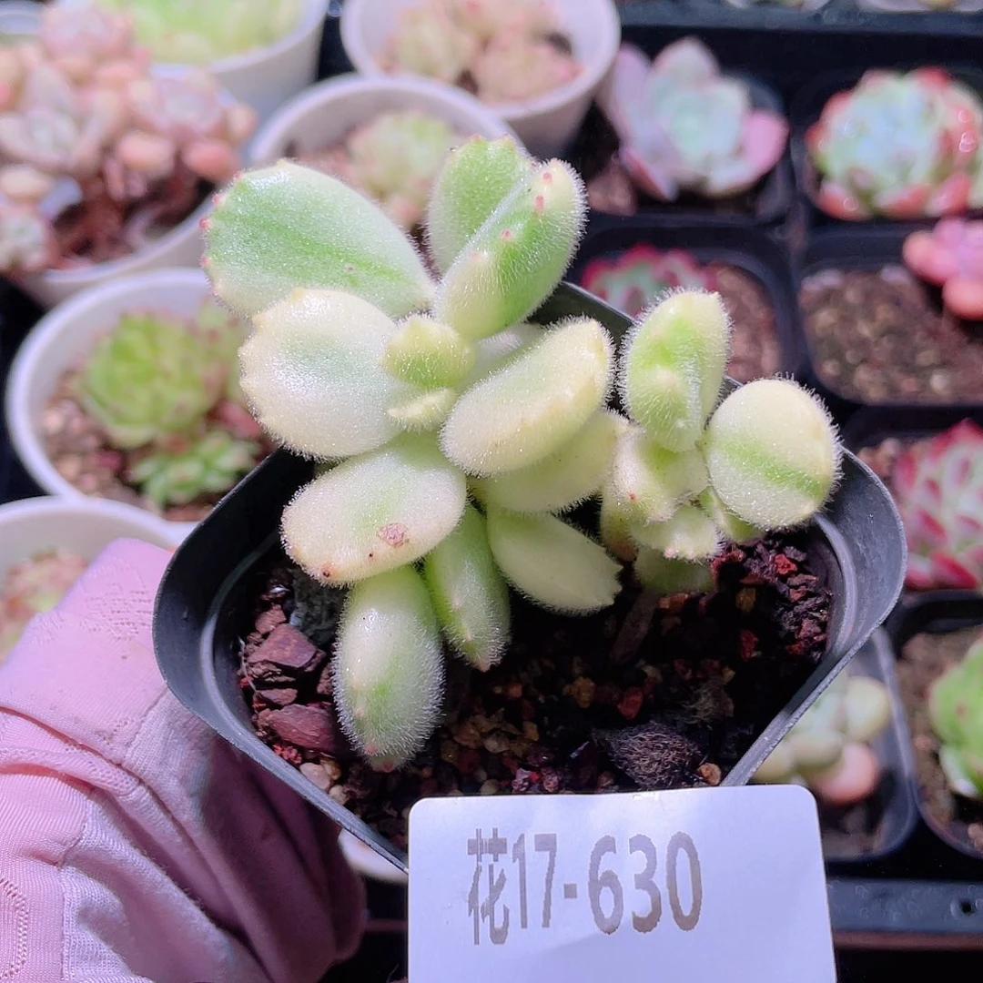花利美17-630彩熊 不售后