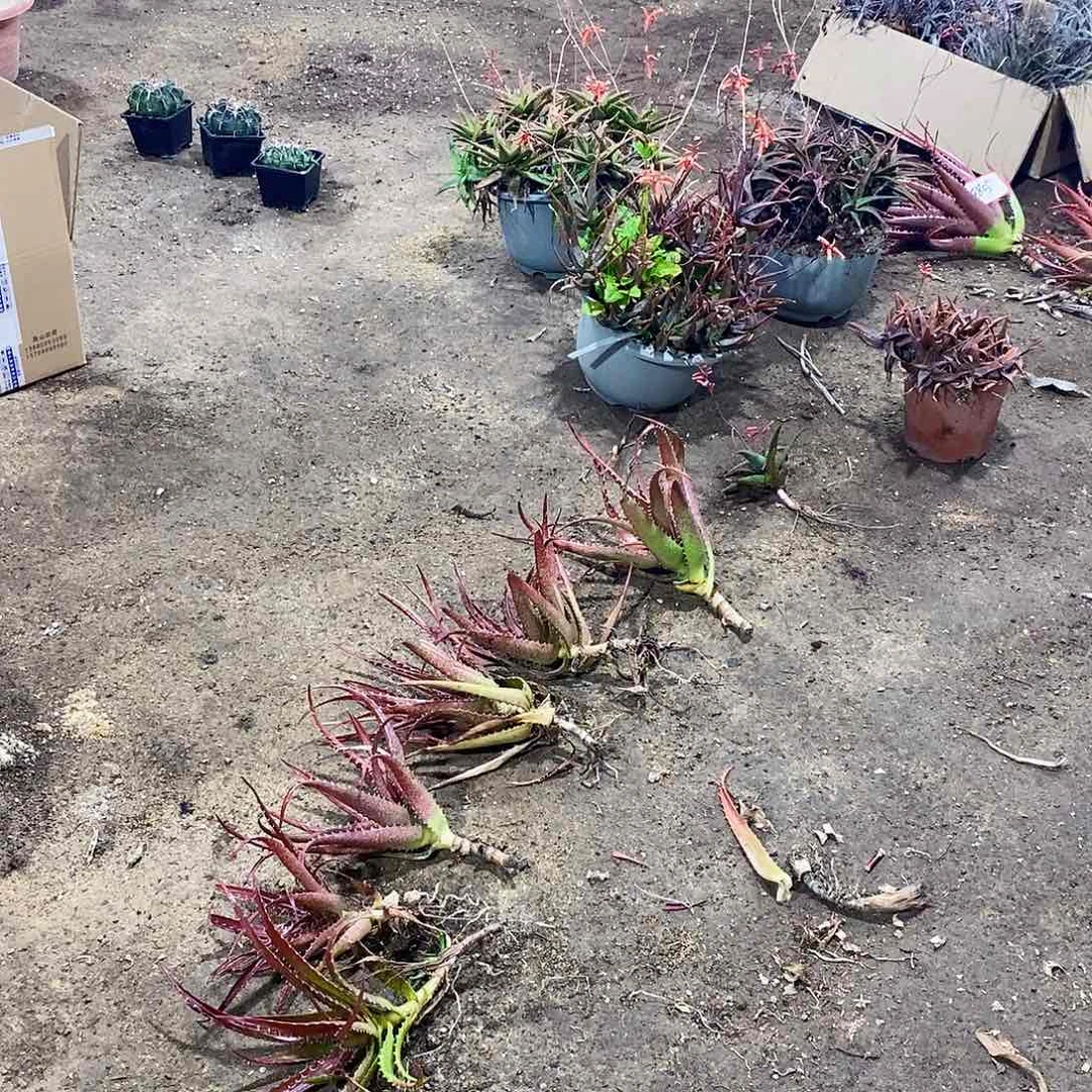 福**林00000000000000000000