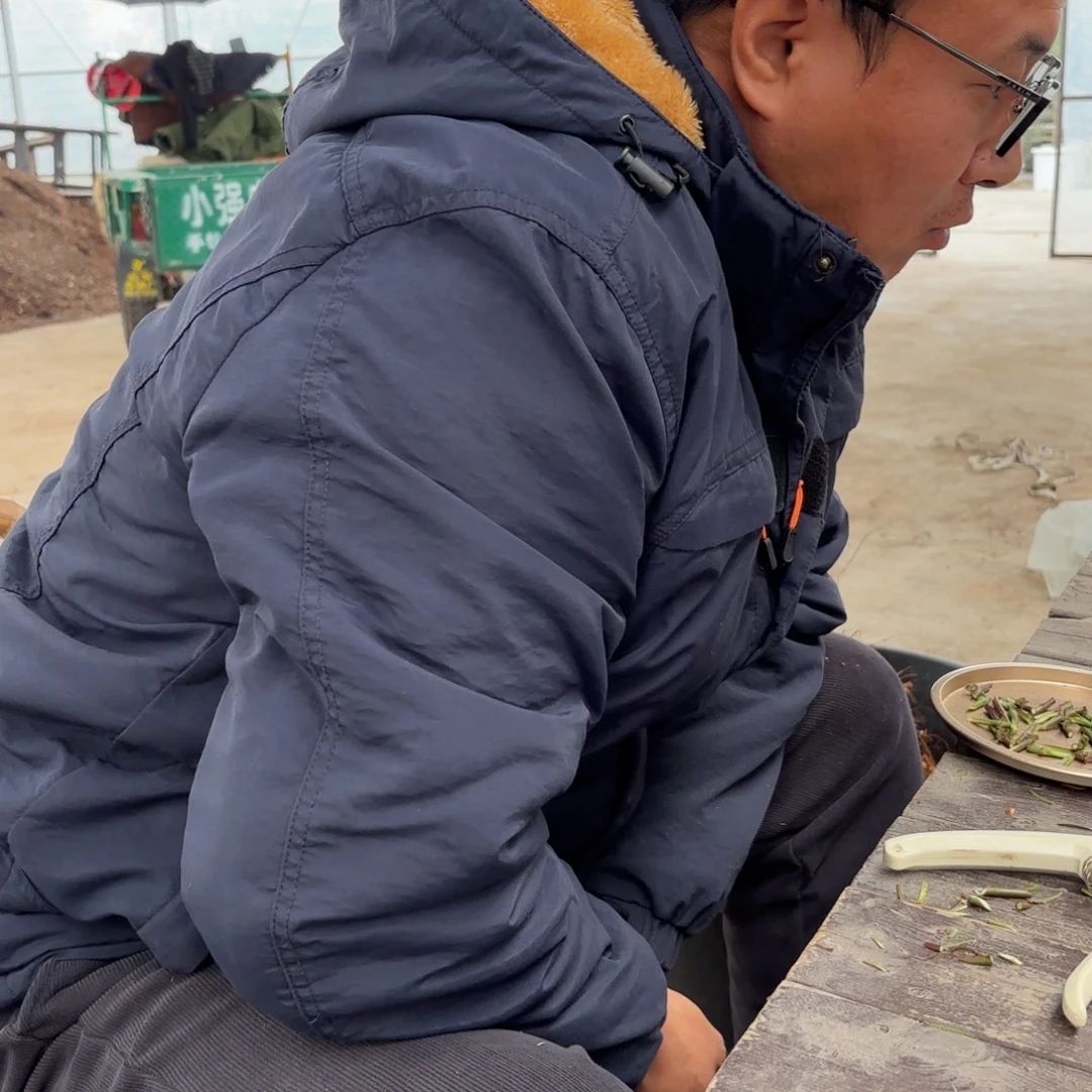 Q***皇酷玩3加仑根接苗子