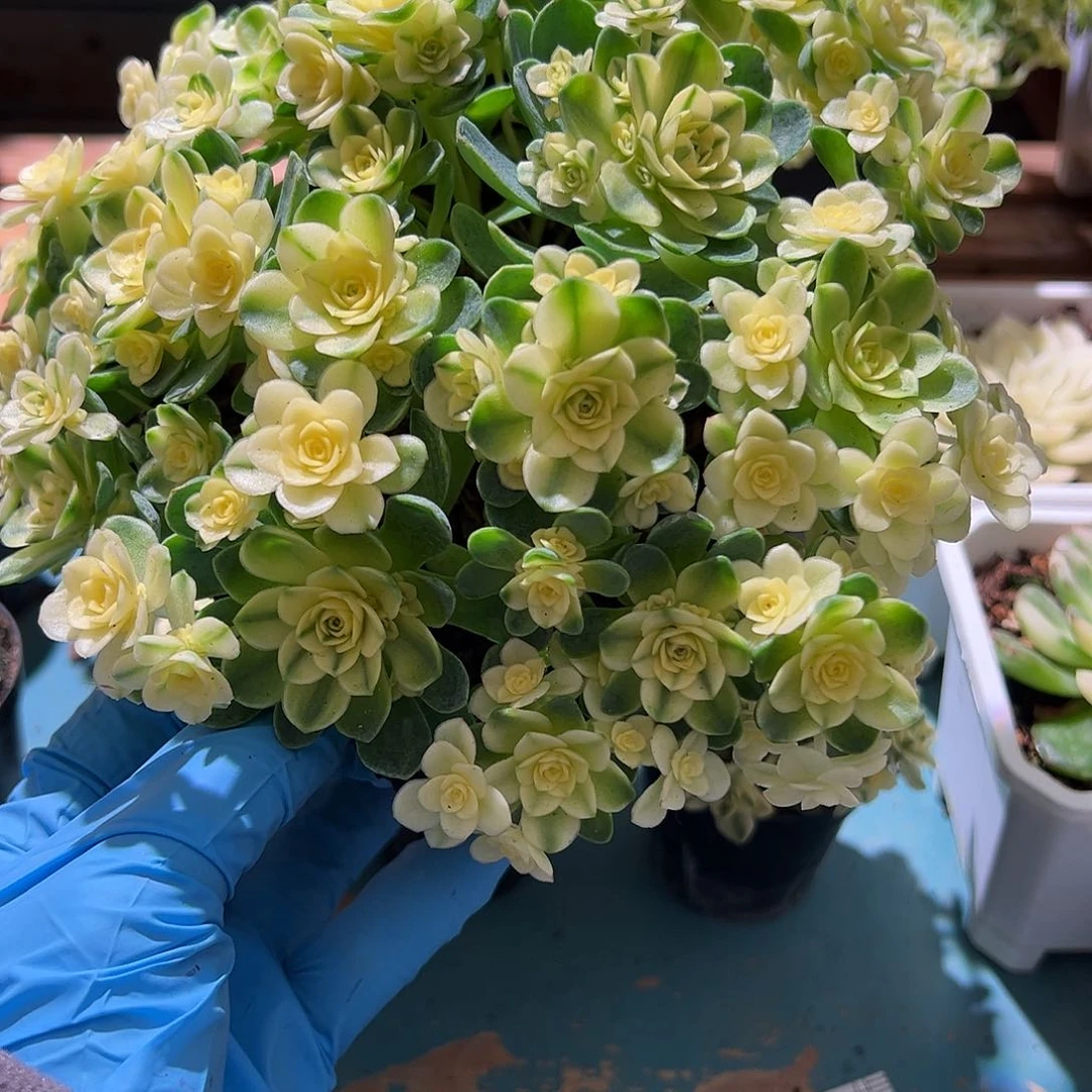 鹿*宝猫眼玫瑰覆轮锦大盆