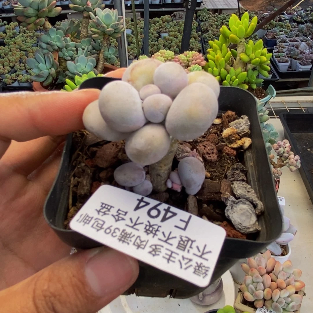 494橙奶多肉肉2c m