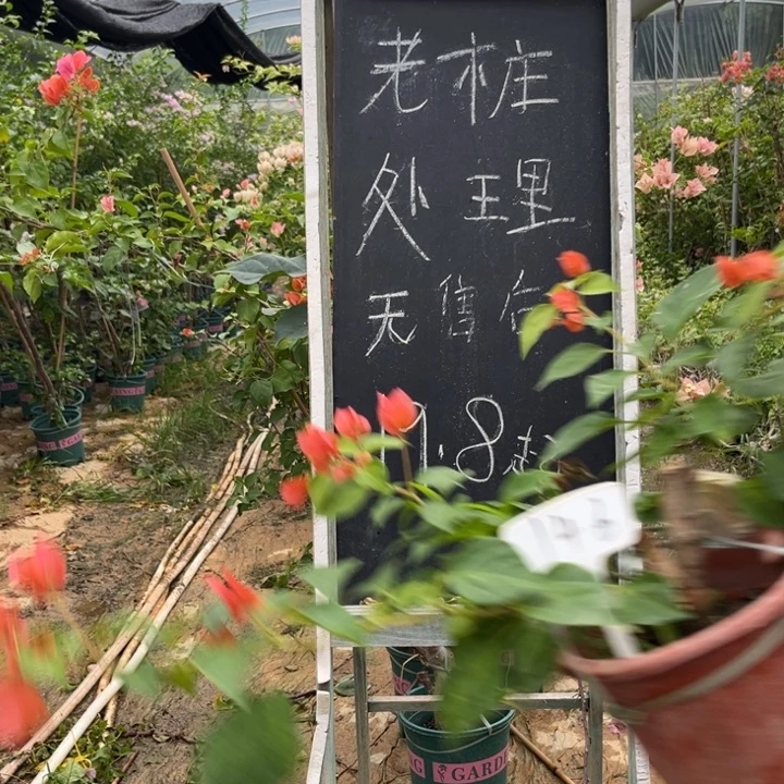 无花朵三角梅三角梅146