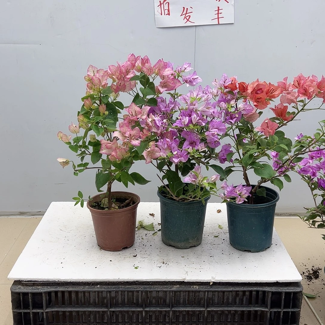 大部分花苞少量开放五宝，雪紫，不甜西瓜组合