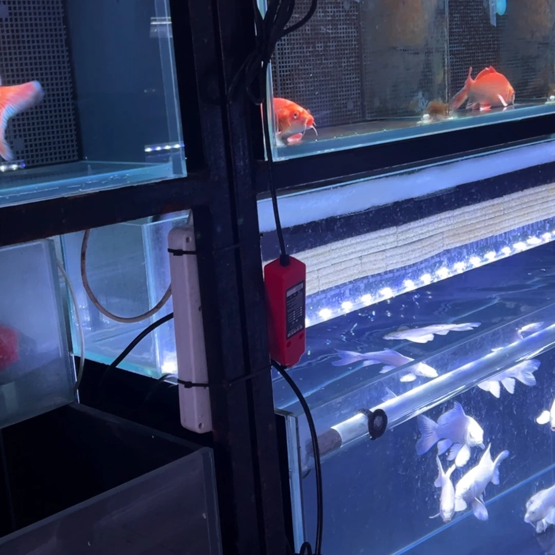 海水鱼悟***;精品蝴蝶鲤