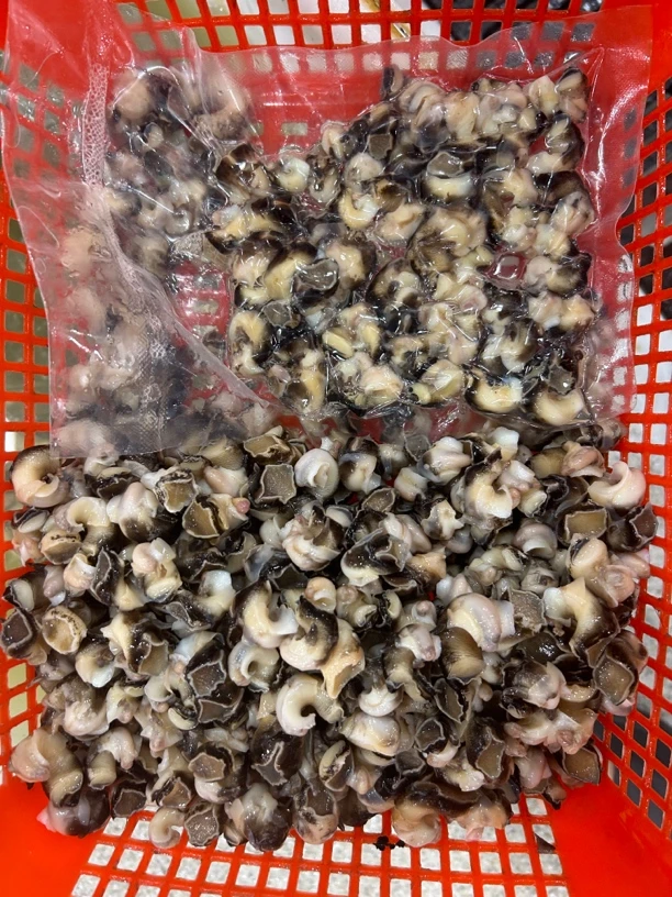 {顺丰发货}新鲜海螺肉 厦门发货