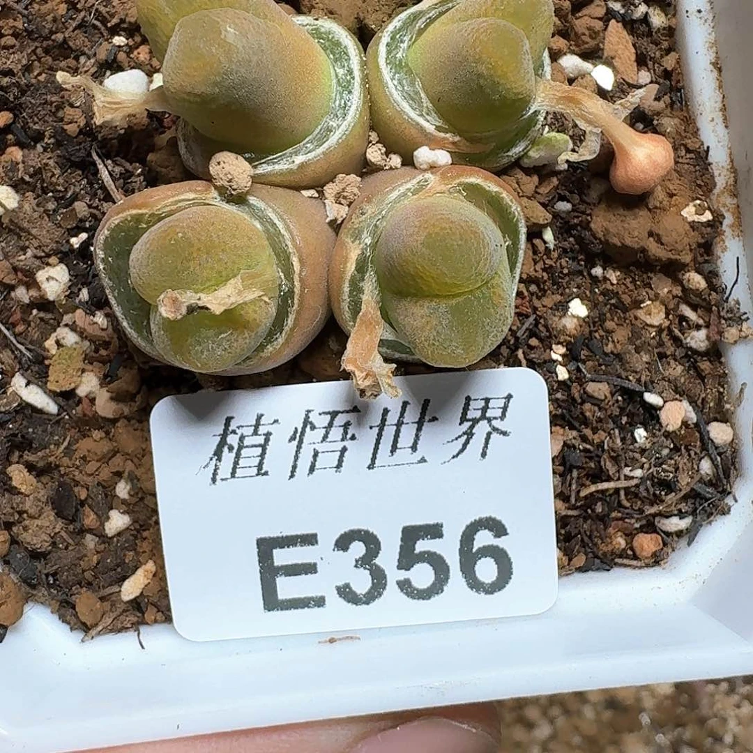 356盒多肉植物哇x g