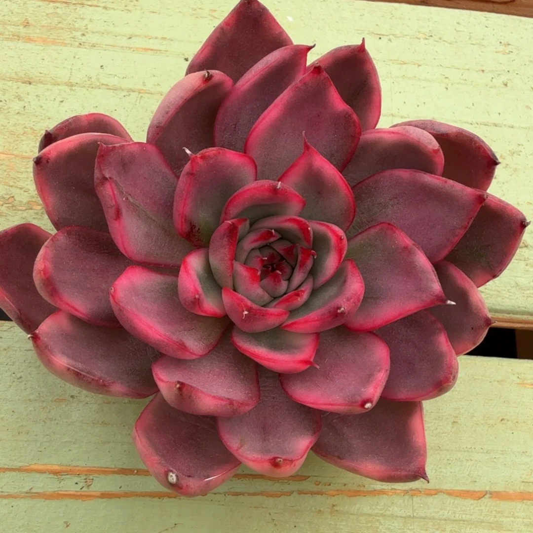 野马冬云锦，锦上园艺一物一拍