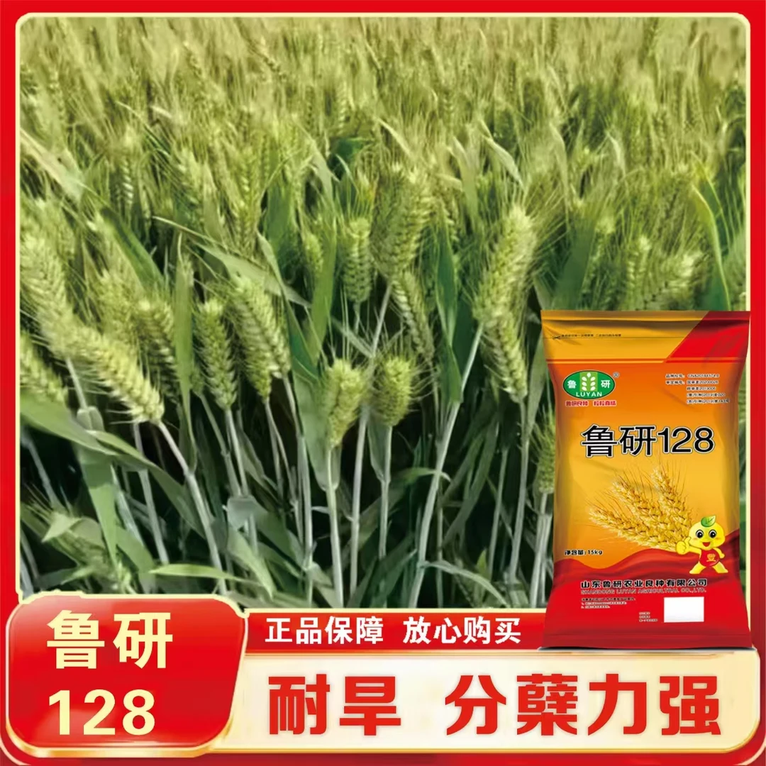 国审航天育种鲁研128【晶】抗倒伏耐旱抗病性好高产小麦种正品保真