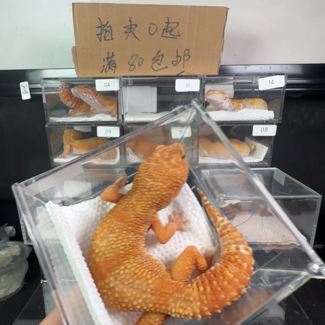 豹纹守宫雨水弟弟