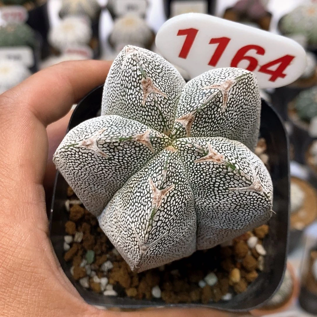 1164恩冢福利特价咯啦吧