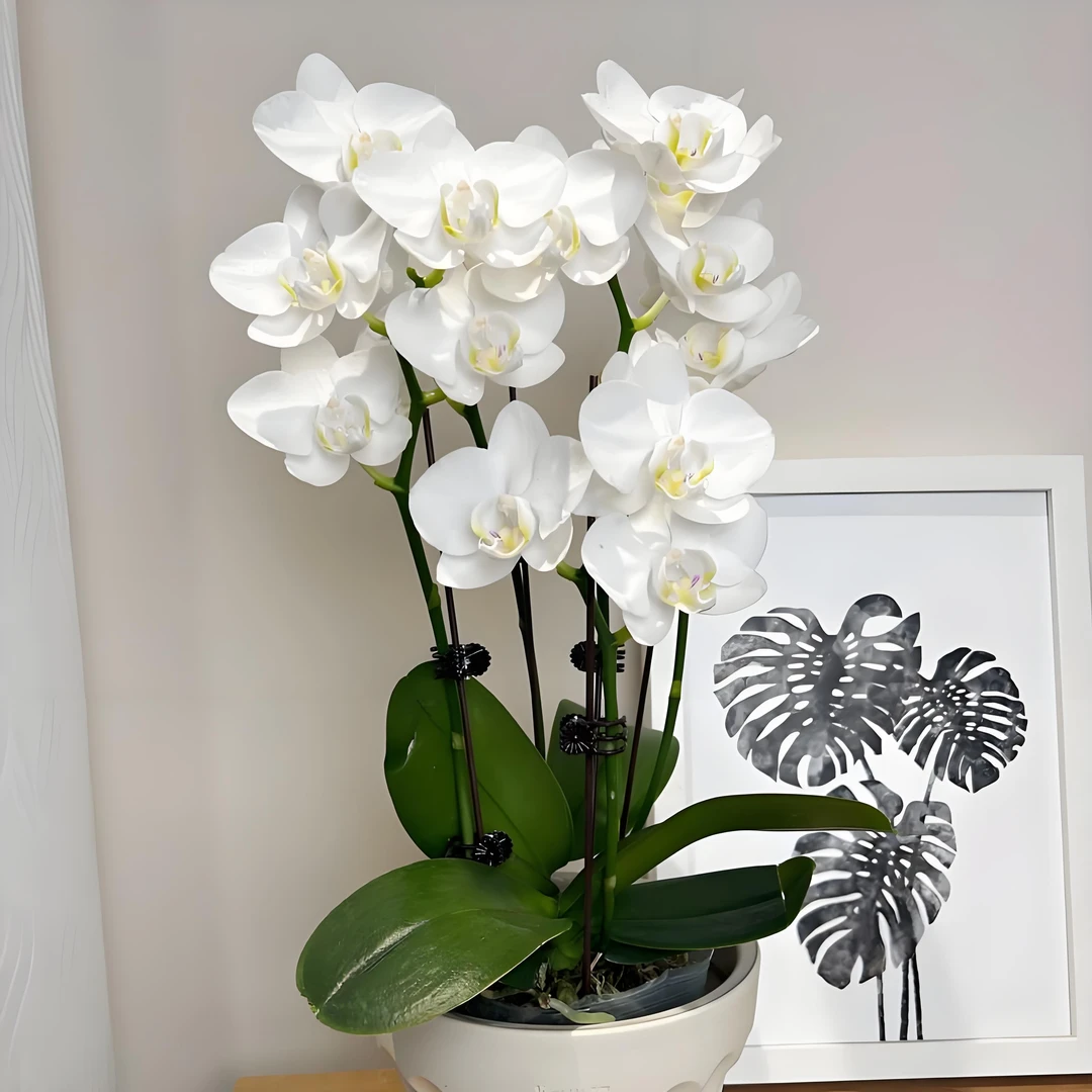蝴蝶兰《阿玛》花梗苗礼品方形盆（白色）年宵花