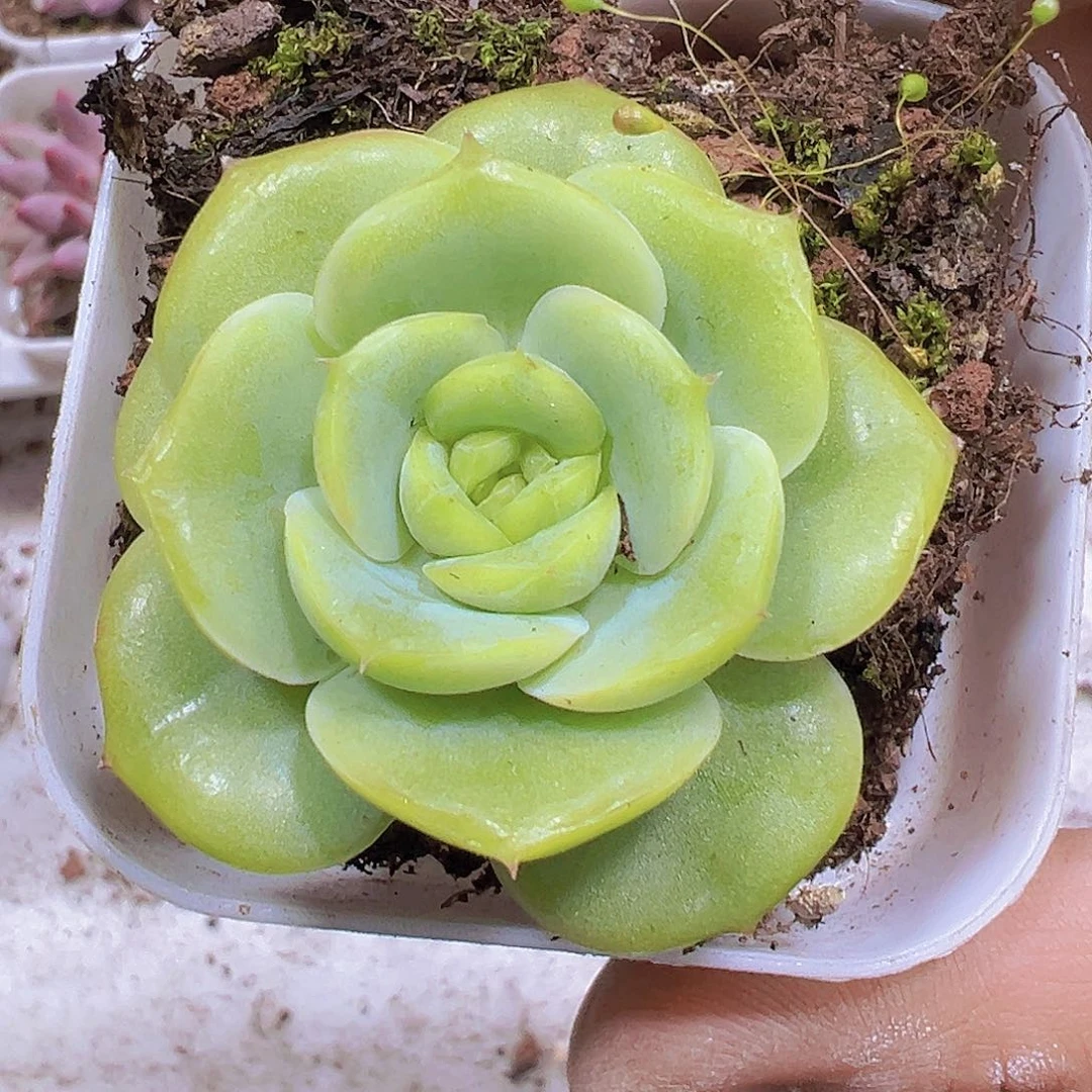 宝宝绿19包邮多肉植物