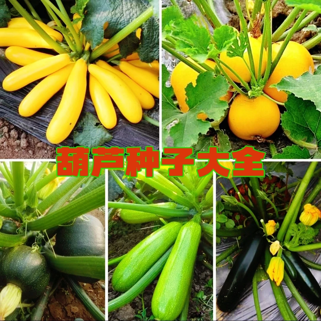 【葫芦种子大全】香蕉西葫芦种籽高产四季手捻小葫芦新手大酒仙葫芦