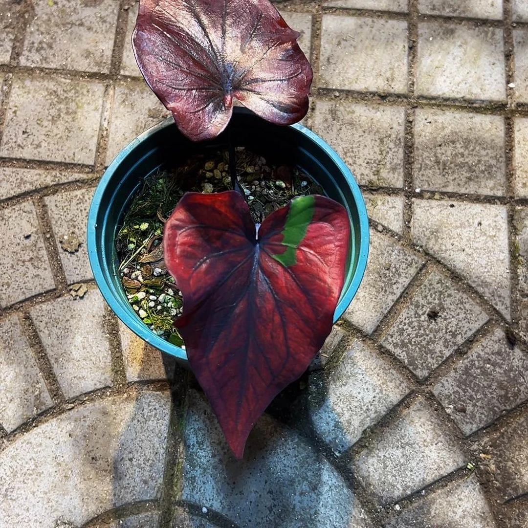 七***一完全开放5998泰彩