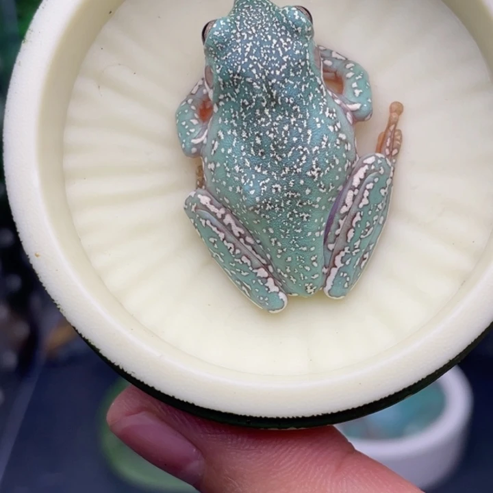 老爷树蛙8号顶级暴雪蓝，微微瑕疵