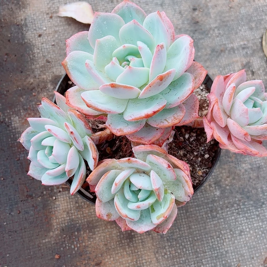 凌***c凤橙群生，一物一拍