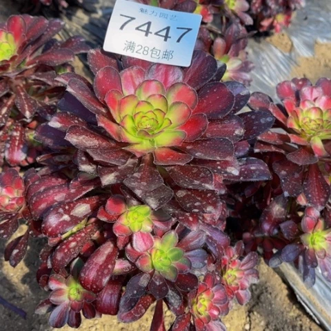 魅力七彩多肉多肉7447