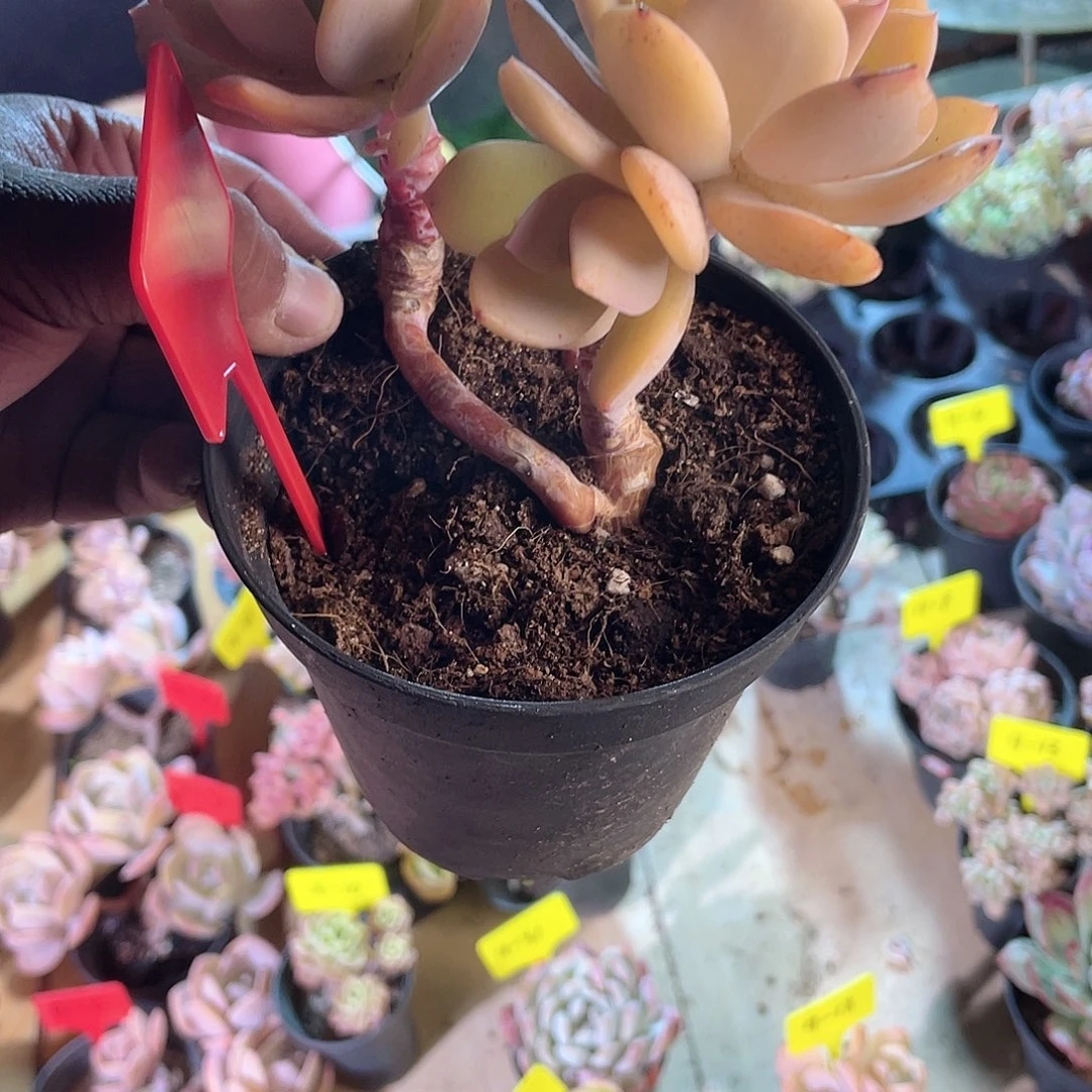 清**在0954  白凤  六月六