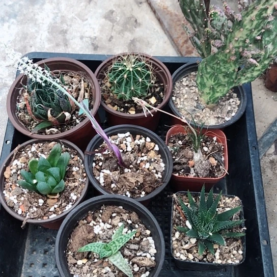 多肉8颗脱盆发货福利