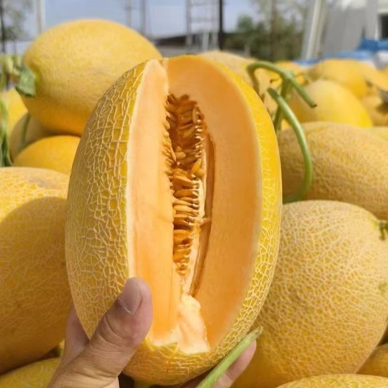 【空运直发】新疆哈密瓜金色年华产地直发应季水果现摘现发LF