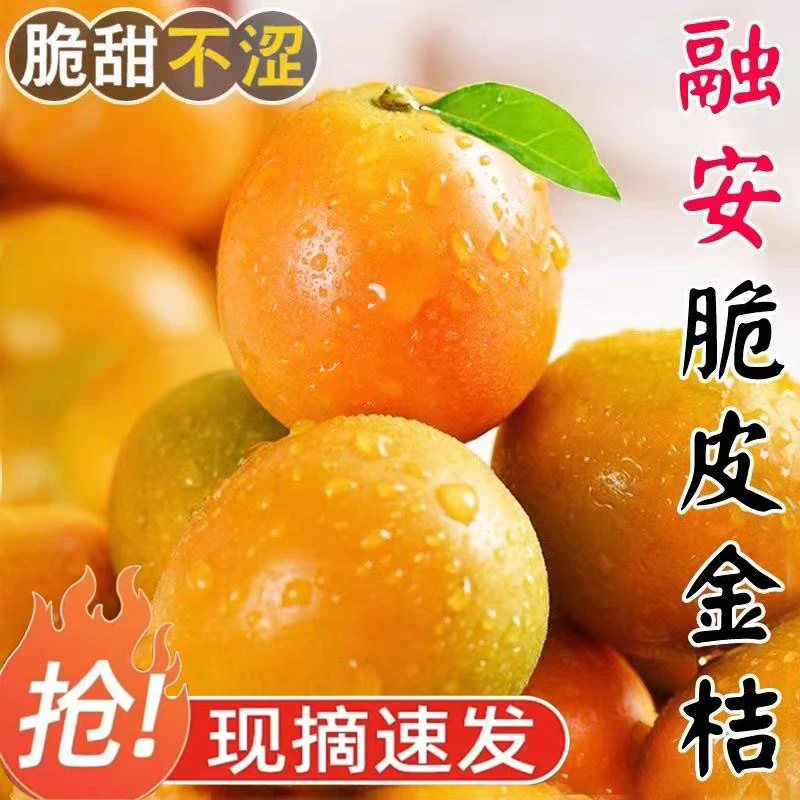 【最后一月】广西融安脆皮金柑鲜果第二代脆蜜金桔应季新鲜水果整箱