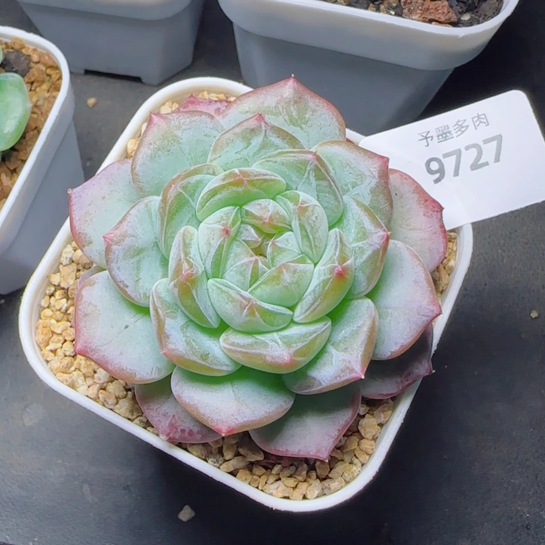 薰衣草，9727多肉植物