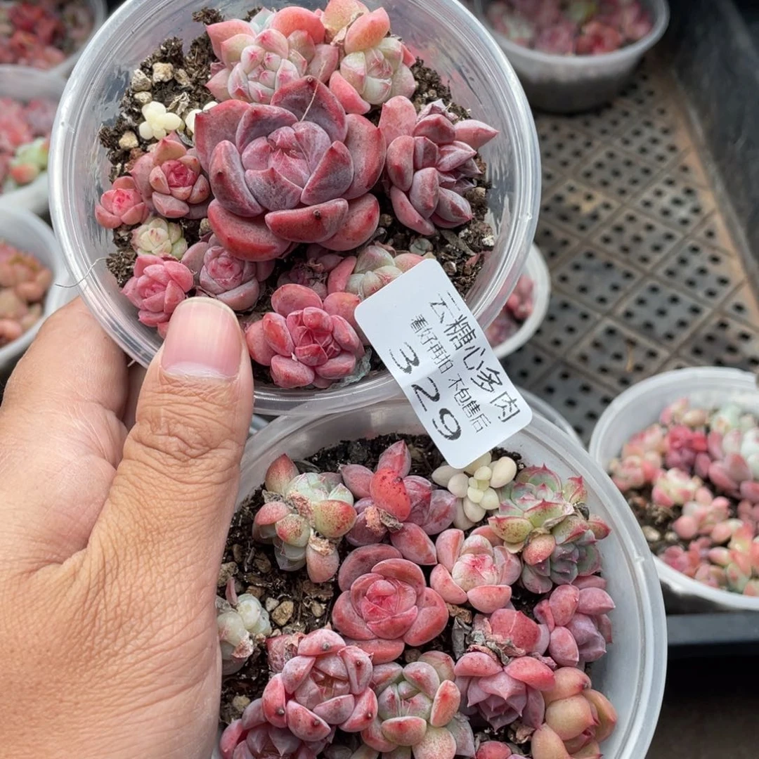 云糖心多肉植物329