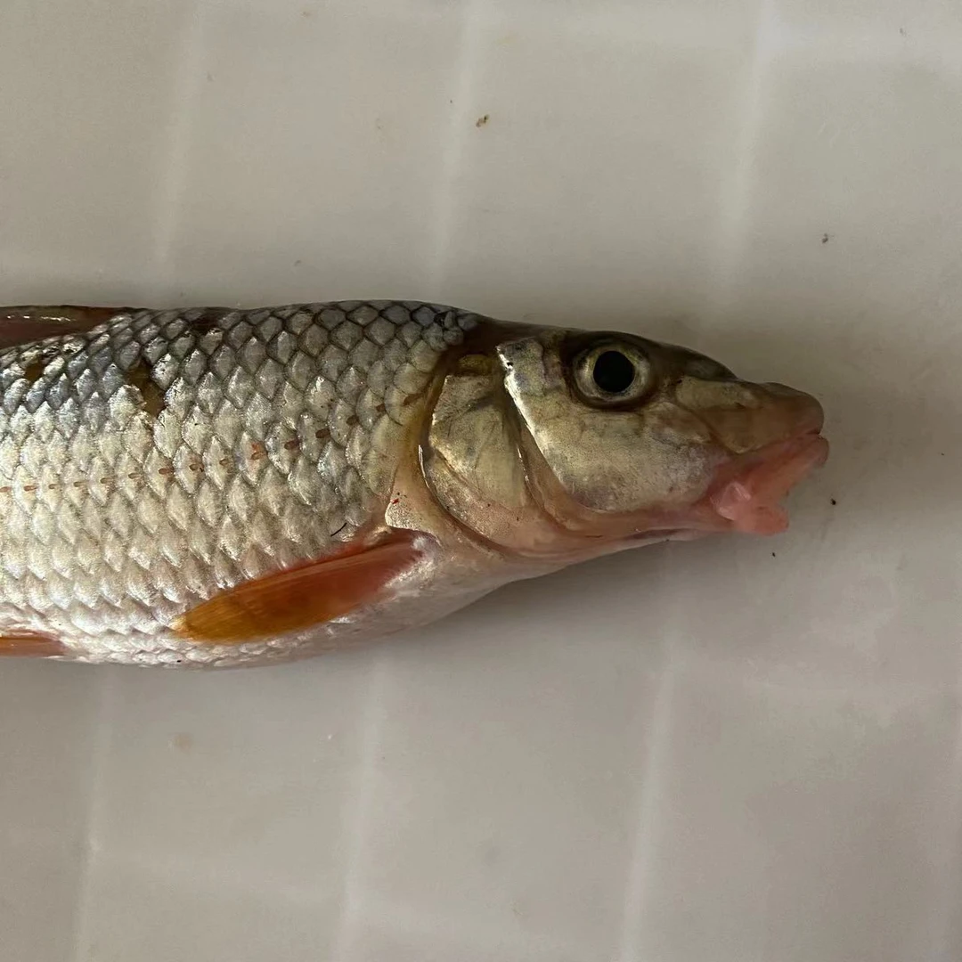 饶河本地冷水鱼虫虫鱼一斤以下的4斤包邮