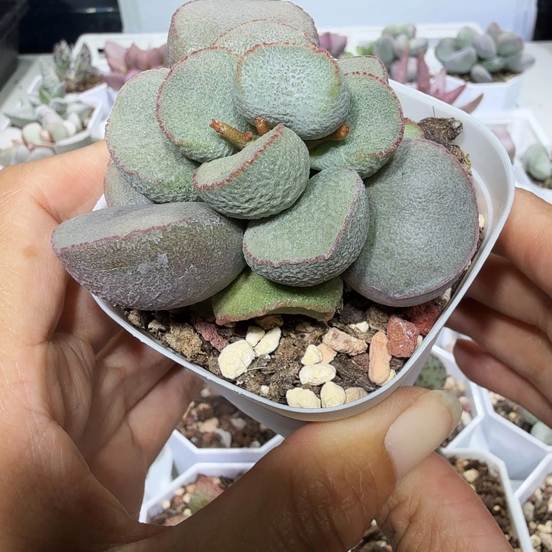 黛安娜老桩水泡植物