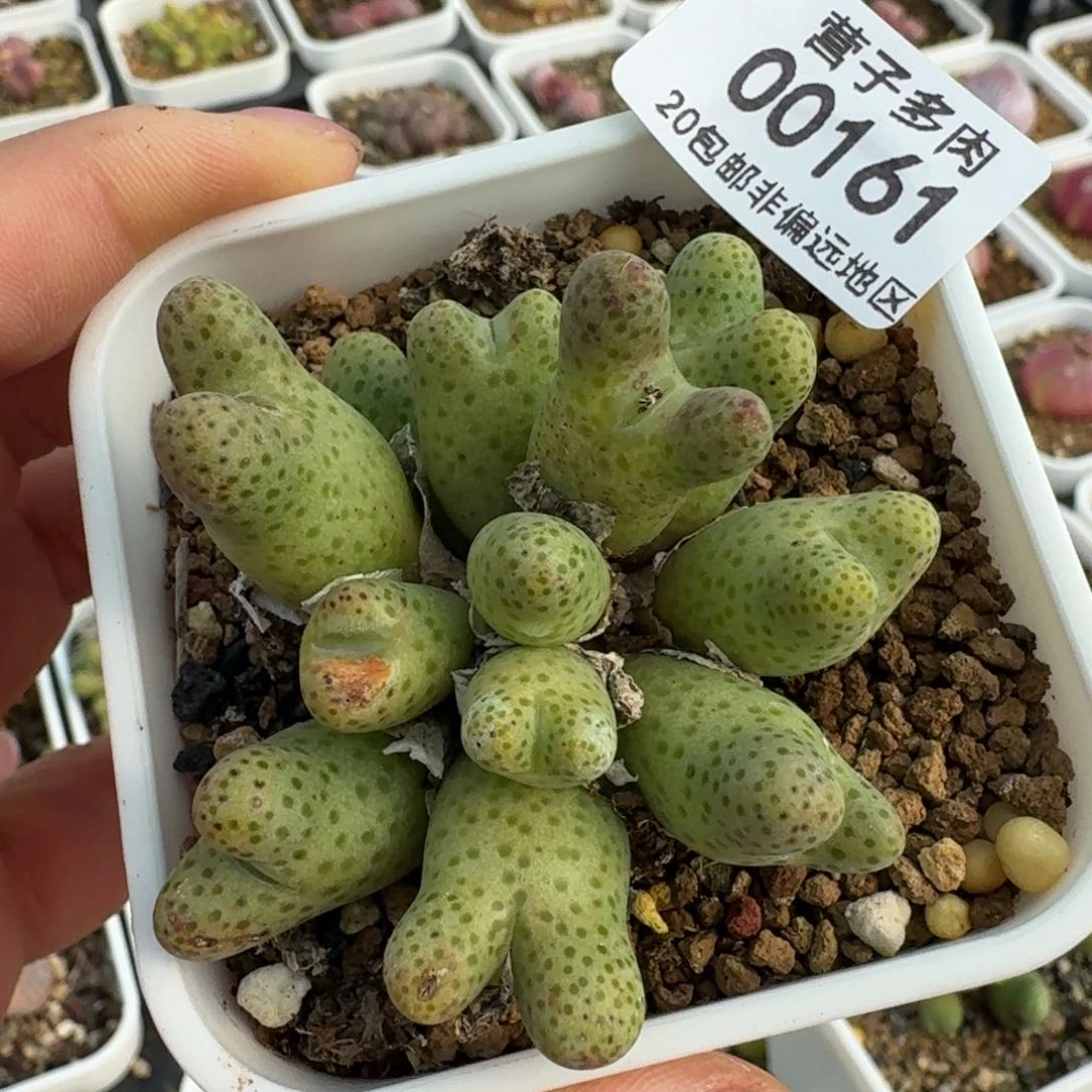 163产地大型955d斑马