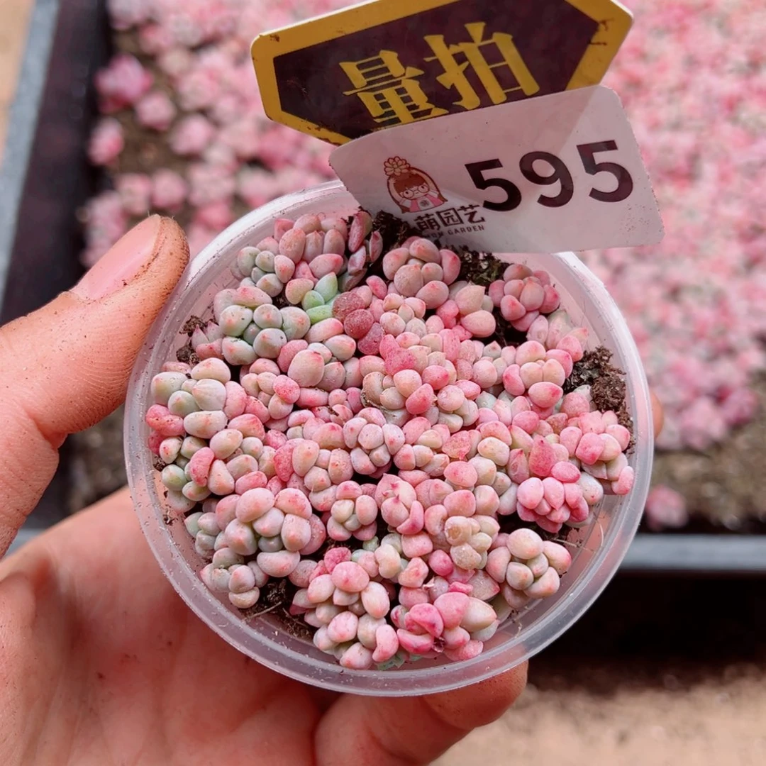 多肉植物多肉植物