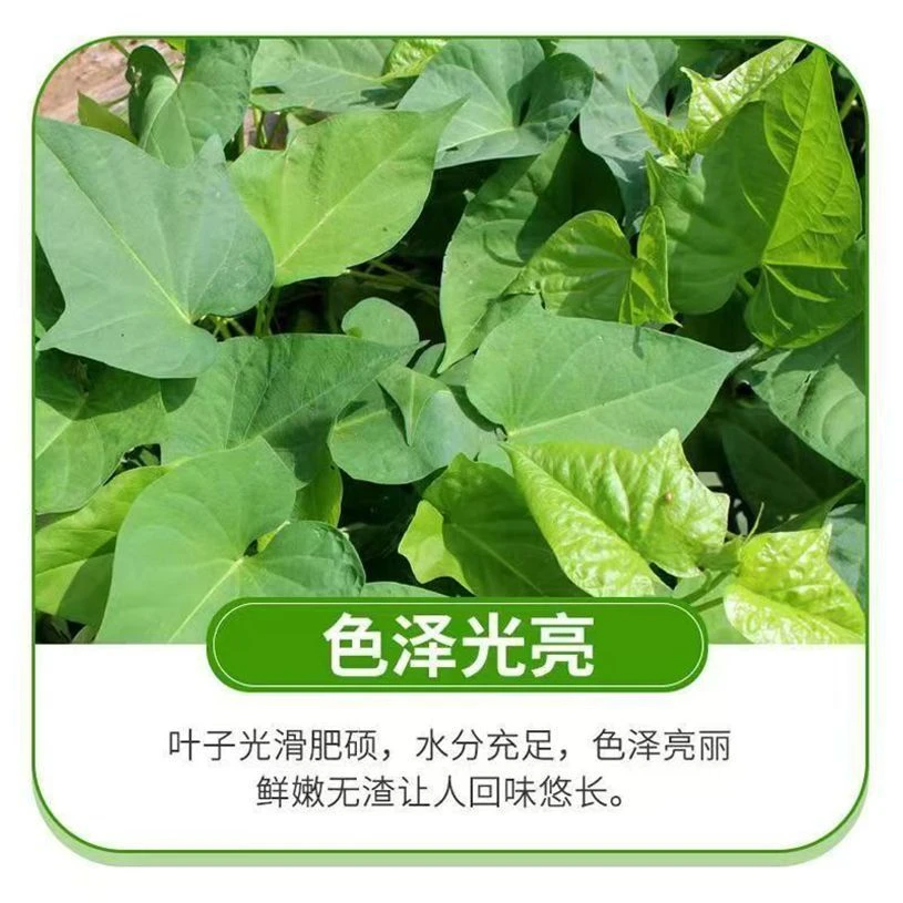 河南南阳农家自种新鲜红薯尖地瓜叶番薯叶嫩尖蔬菜