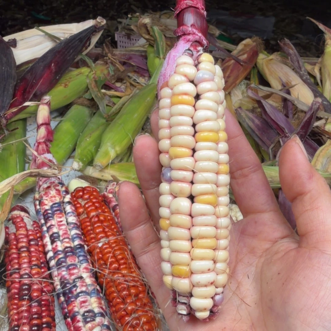 h***i吊坠柏香籽/百香籽