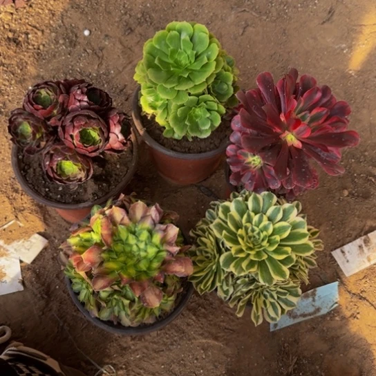 法师5棵芝芝选19.9