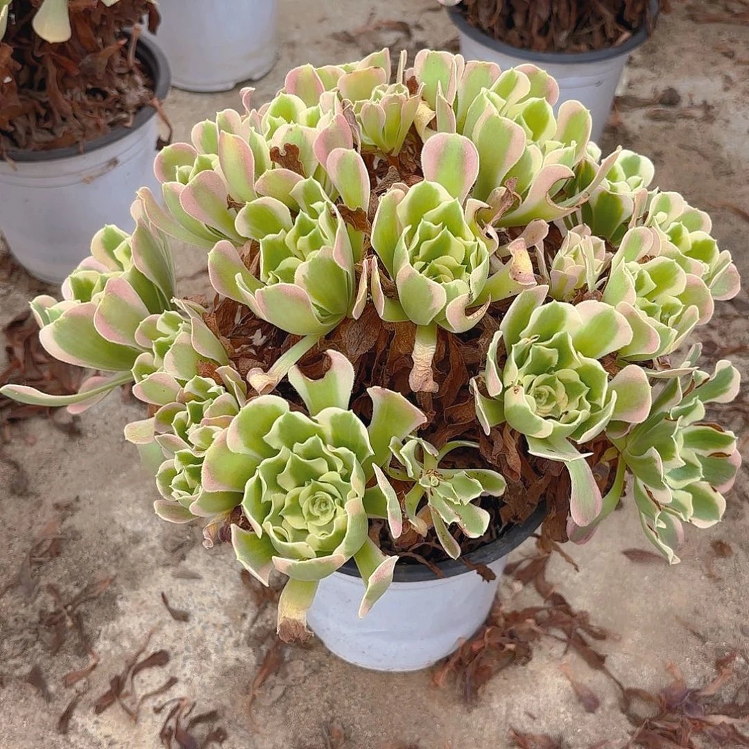 白凤多肉植物老庄