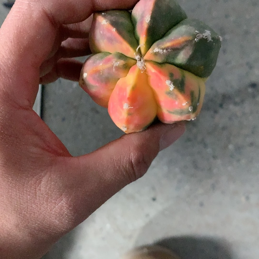 【闪购商品】海*乔一玉玉玉