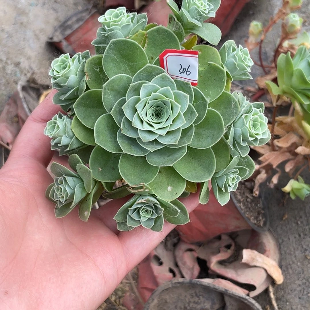 山地玫瑰多肉 306