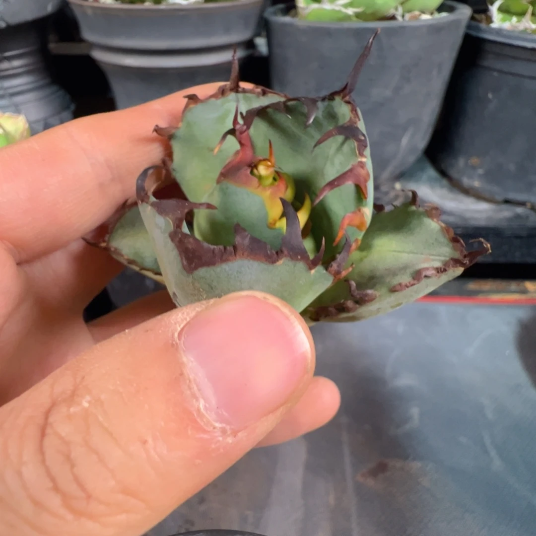 大大大大大黑鲸芽子