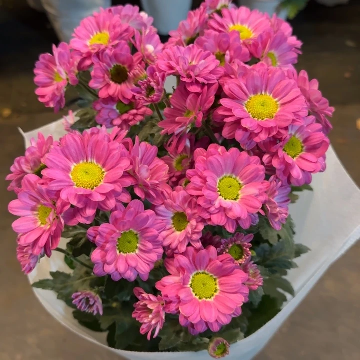 新品小菊蓝莓果酱盆栽