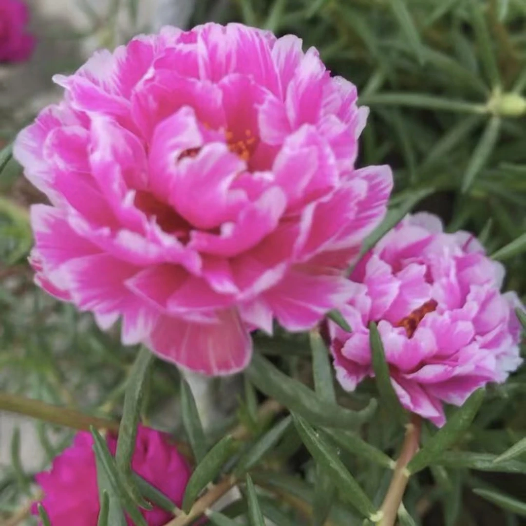 宿根针叶重瓣太阳花