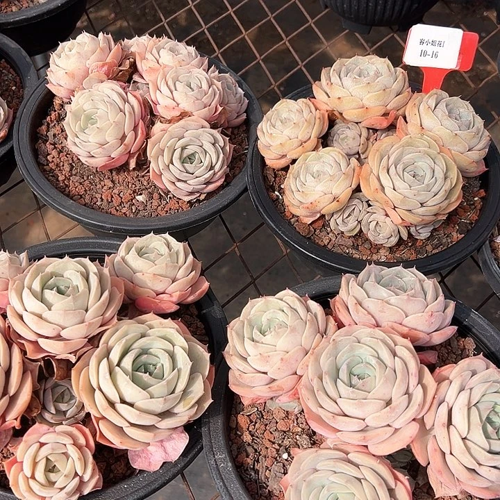 10.16璨露带盆一个多肉
