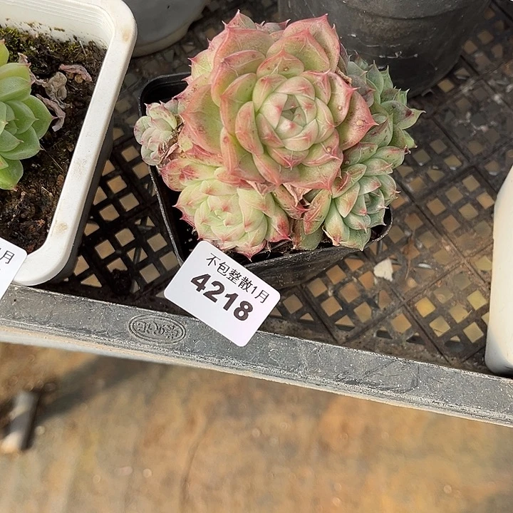 阿雅园艺。       4218