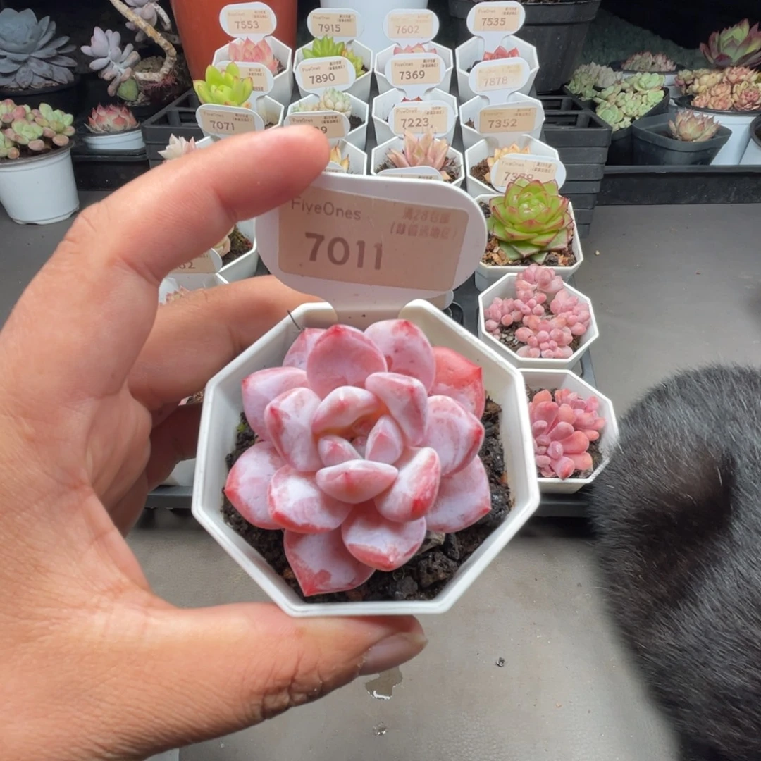 7011冰橙4.5  厘米