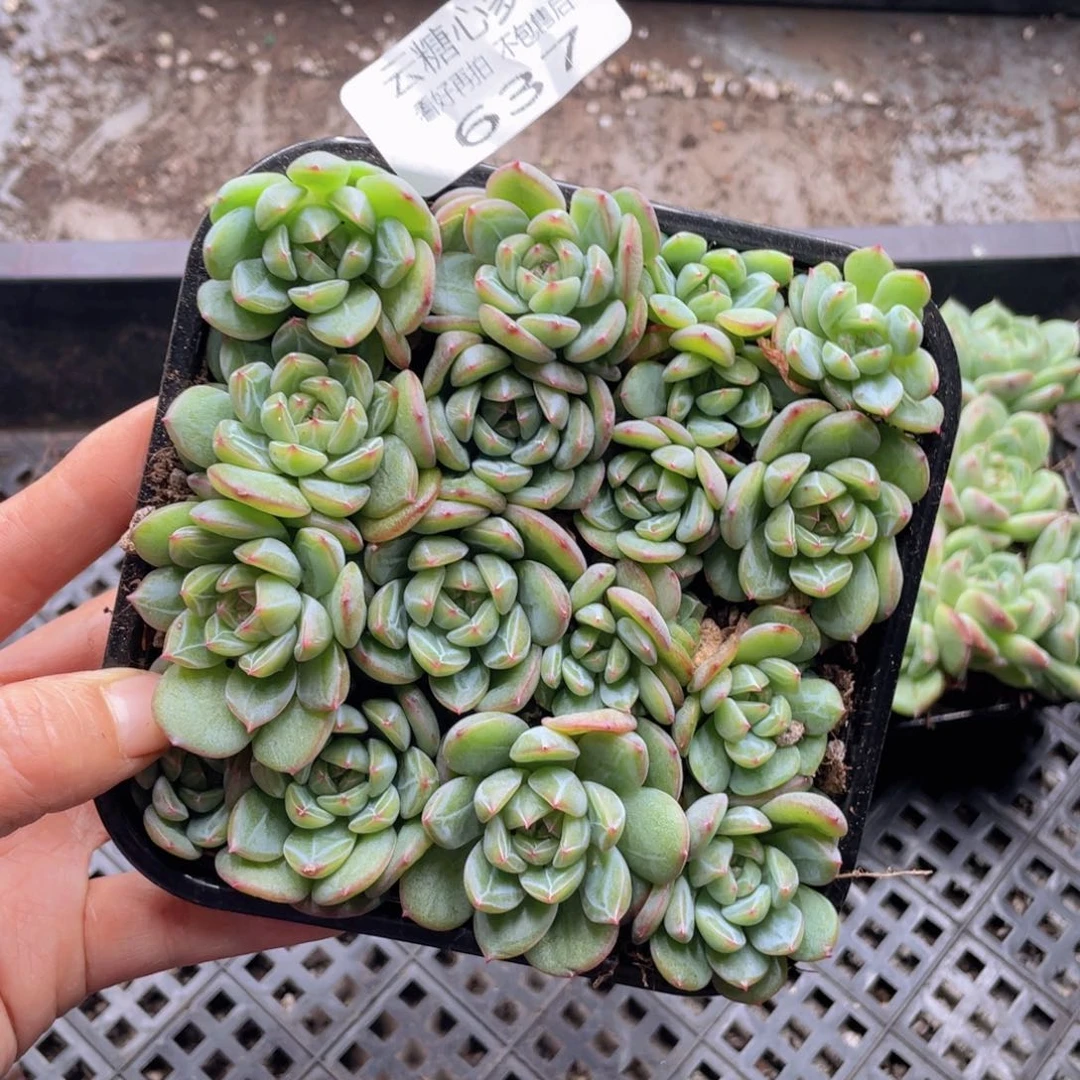云糖心多肉植物637