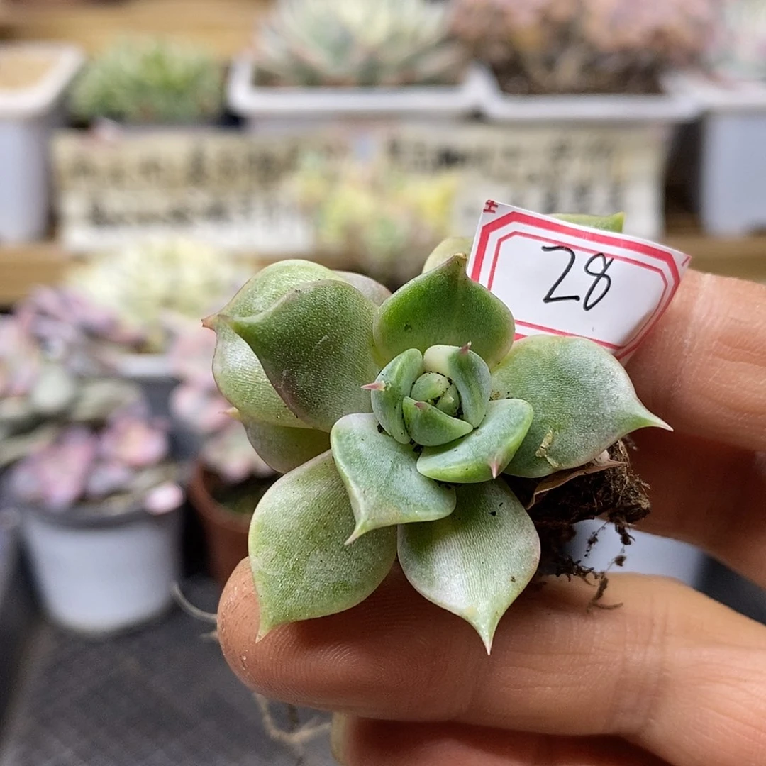 0828 贝加尔湖花脸锦