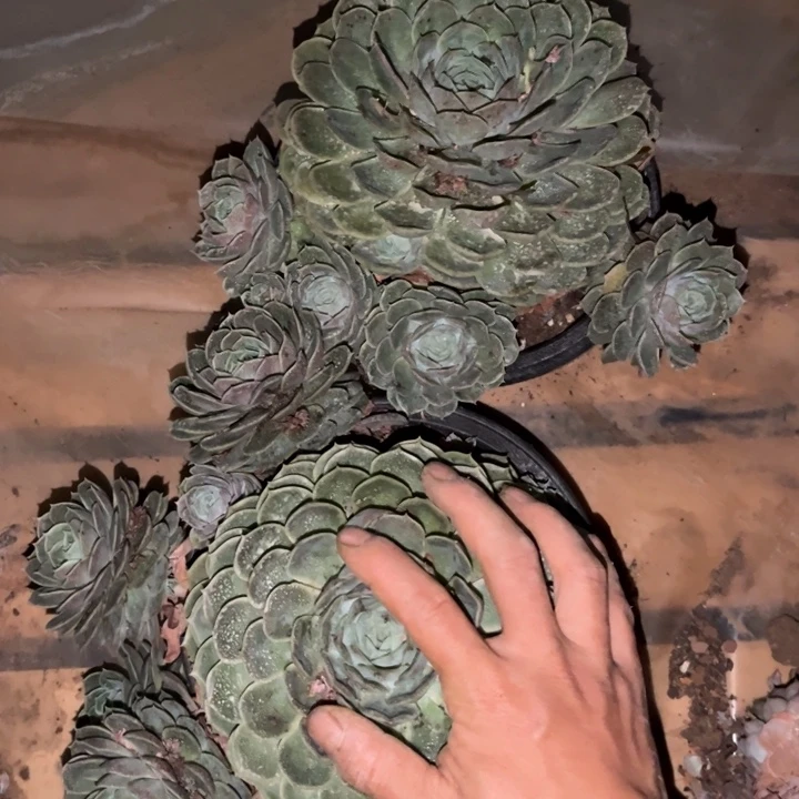 昂斯诺12.88多肉植物2颗