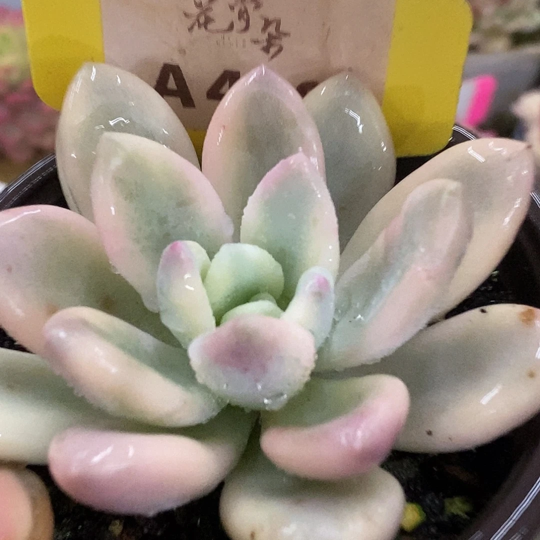 499新奥普哈哈哈哈哈哈