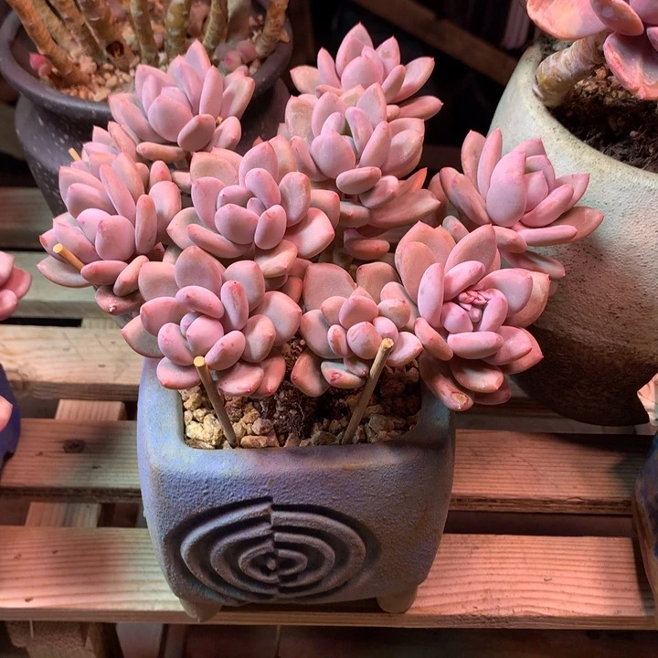 蒸舞多肉植物shiyanailv