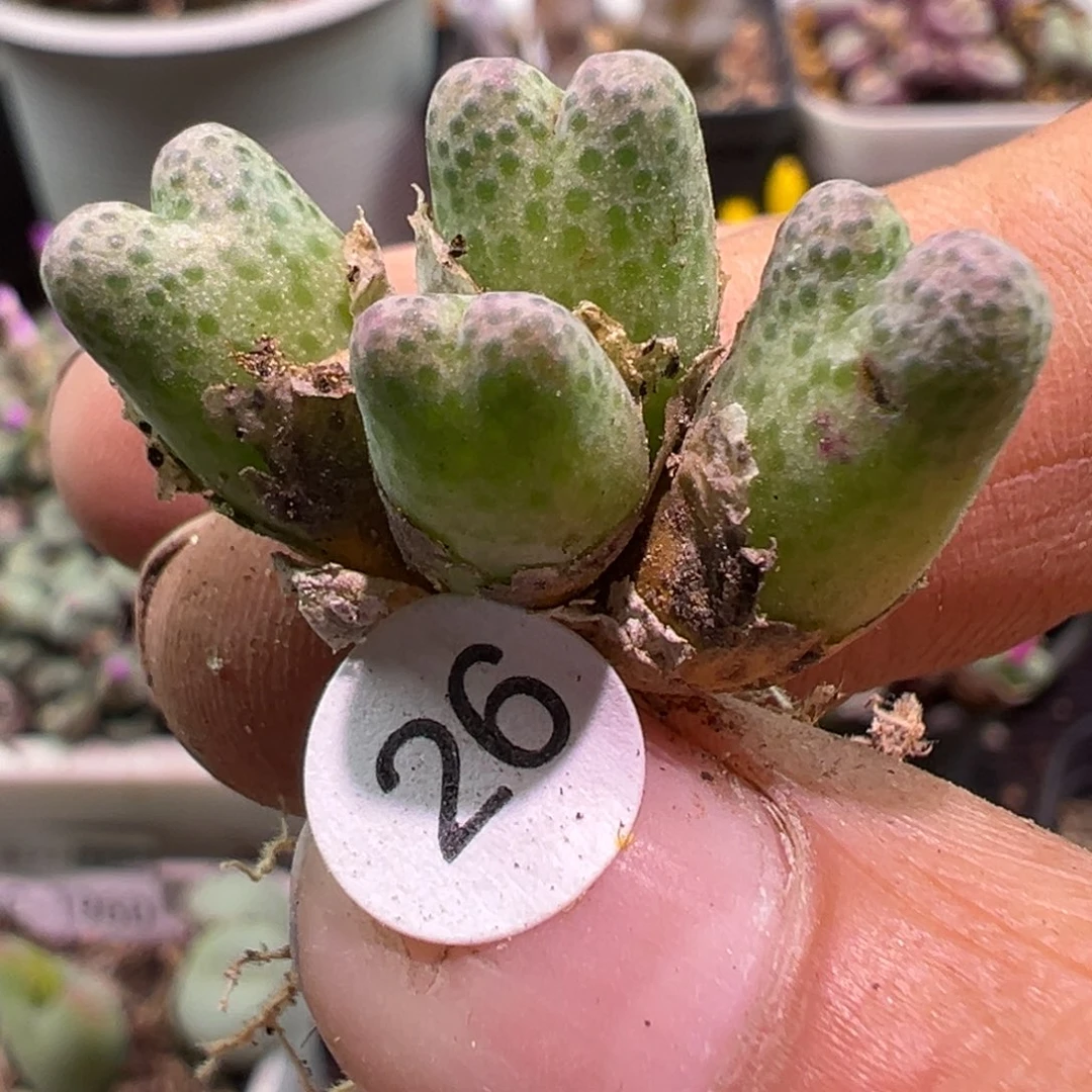 多肉植物1111111111111