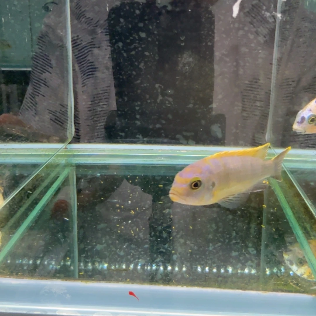慈鲷821麒麟。